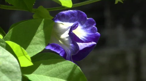 Lila flower Stock Footage 108734