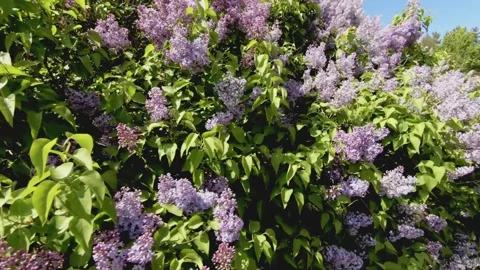 Lilac and beauty Stock Footage 131079366