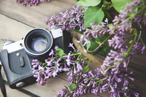 Lilac and camera Stock Photos