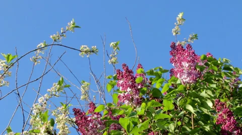Lilac and cherry in a soft breeze Stock Footage 39878171