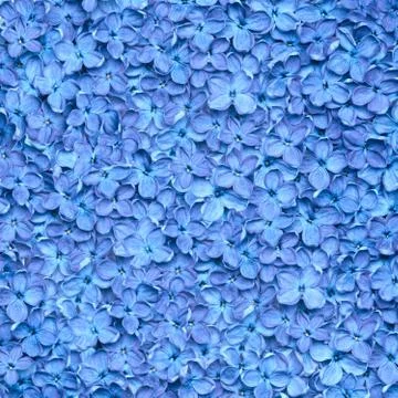 Lilac background Stock Photos