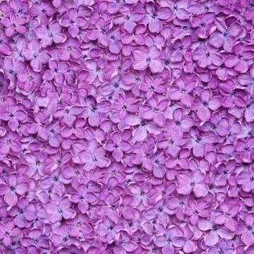 Lilac background Stock Photos
