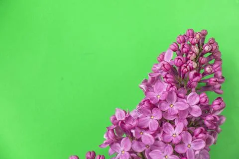 Lilac background Stock Photos