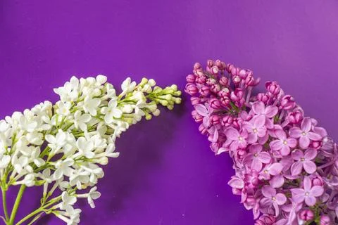 Lilac background Stock Photos