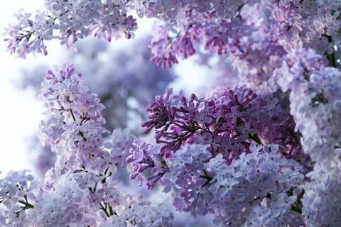 Lilac - beautiful spring time	 Stock Photos