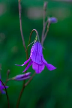 Lilac bell Fotos Stock