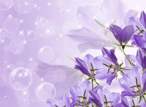 Lilac bells Stock Photos