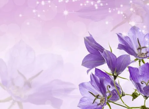 Lilac bells Stock Photos
