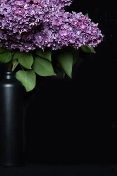 Lilac on a Black Background. Copy Space Stock Photos