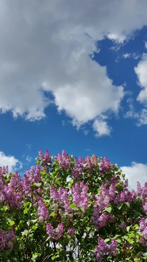 Lilac in bloom. 1 Video stock 308009269