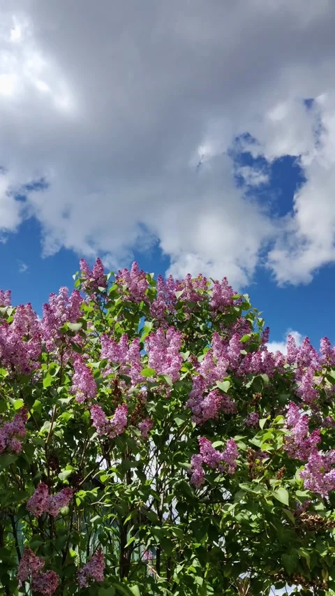 Lilac in bloom. Video stock 308009287