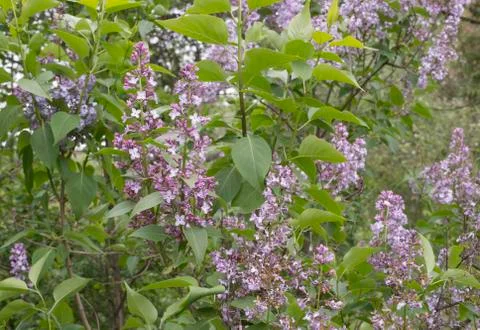 Lilac bloom Stock Photos