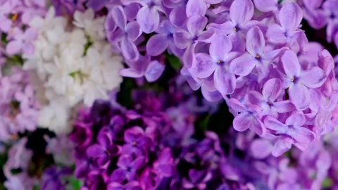 Lilac Bloom: Spring Fragrance Vídeos de archivo 339274268