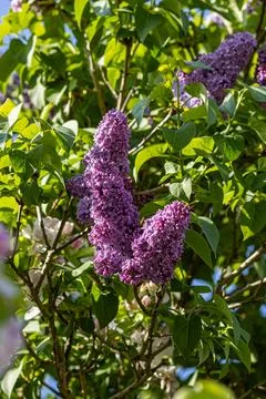 Lilac in bloom in springtime, with selective focus Foto stock