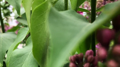 Lilac bloom on a sunny day. Stock Footage 112716909