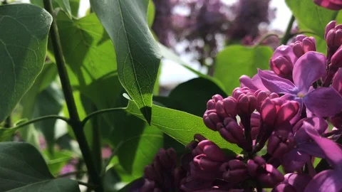 Lilac bloom on a sunny day. Stock Footage 112717134