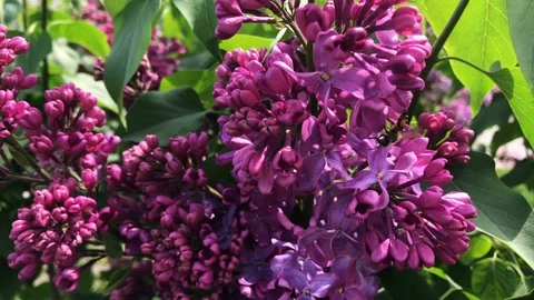 Lilac bloom on a sunny day. Stock Footage 112717151