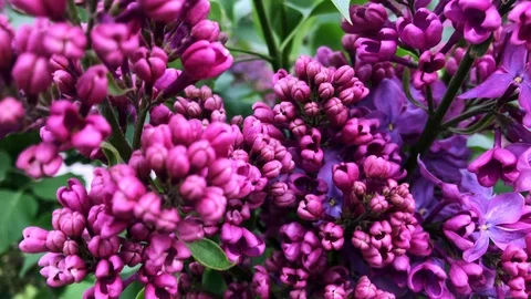 Lilac bloom on a sunny day. Stock Footage 112717614