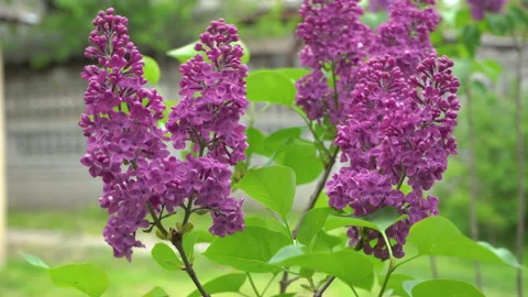 Lilac bloomed in spring Stock Footage 158368361