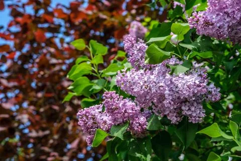 Lilac is blooming. Stock Photos