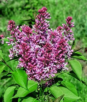 Lilac blooming Stock Photos