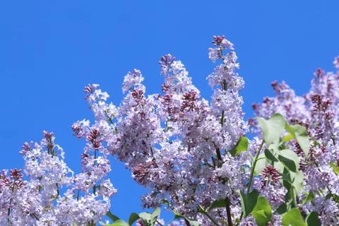 Lilac blooming in spring Stock Photos
