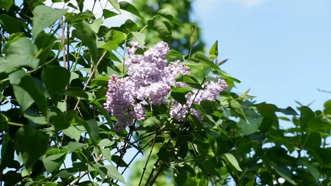 Lilac blooming in a summer park Stock Footage 157991902