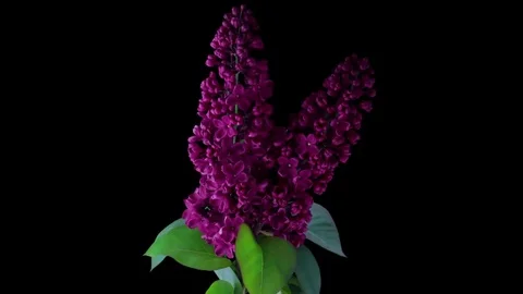 Lilac Blooming Timelapse 4K Stock Footage 69211369
