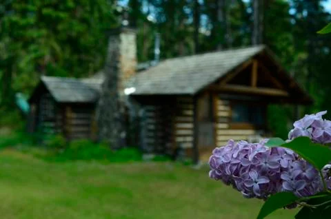 Lilac blooms against a log cabin back ground. Stock Photos