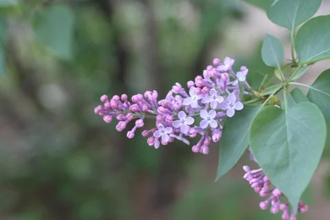 Lilac blooms. A beautiful bunch of lilac closeup. Green branch  Stock Photos