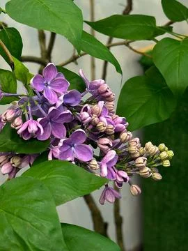 Lilac Blooms Close-up in Springtime Stock Photos
