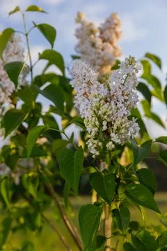 Lilac blooms in the garden, spring white, fragrant lilac flowers. Foto stock