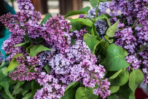 Lilac blooms Stock Photos