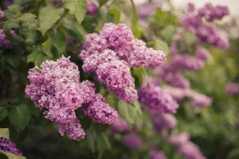 Lilac that blooms Foto stock