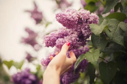 Lilac that blooms Stock-Fotos
