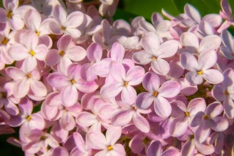 Lilac blooms in spring causing allergies, selective focus Stock Photos