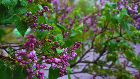 Lilac blooms in Spring snow slow motion Stock Footage 308426948