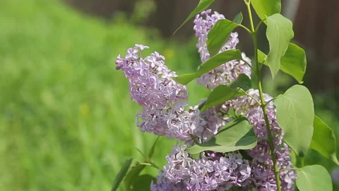 Lilac blooms in summer Stock Footage 100618660