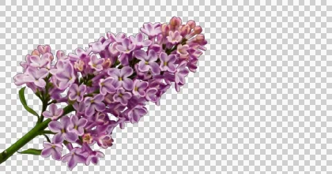 Lilac Blossom With Alpha Matte. Time-Lapse. 4k. Stock Footage 52855403
