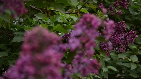 Lilac blossom rack focus - spring in the city. Stock Footage 114968730