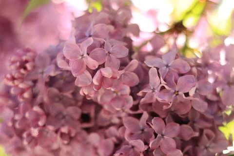 Lilac blossom, selective focus Stock Photos