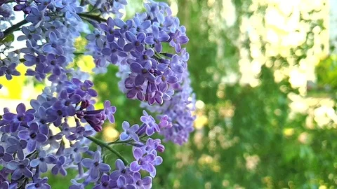 Lilac blossom in spring blooming. Spring lilac flowers in bloom. Lilac flowers Stock-Footage 108554437