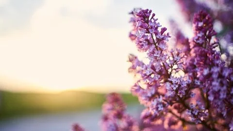 Lilac Blossom at sunset Stock Photos