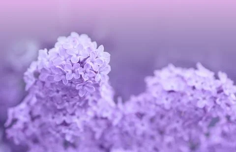 Lilac blossoming branches isolated. Stock Photos
