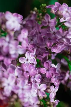 Lilac blossoming branches, soft selective focus Stock Photos