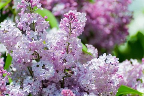 Lilac blossoms in the Park at spring Stock Photos