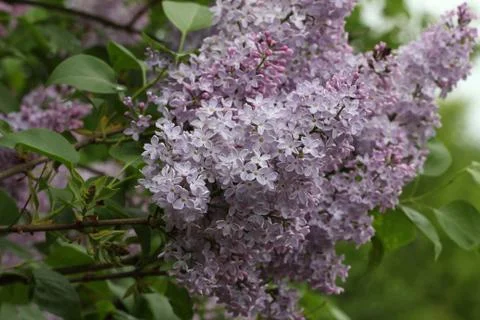 Lilac blossoms Foto stock