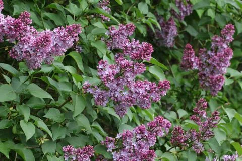 Lilac blossoms Stock Photos