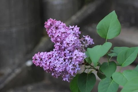 Lilac blossoms Stock Photos