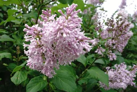 Lilac blossoms Stock Photos